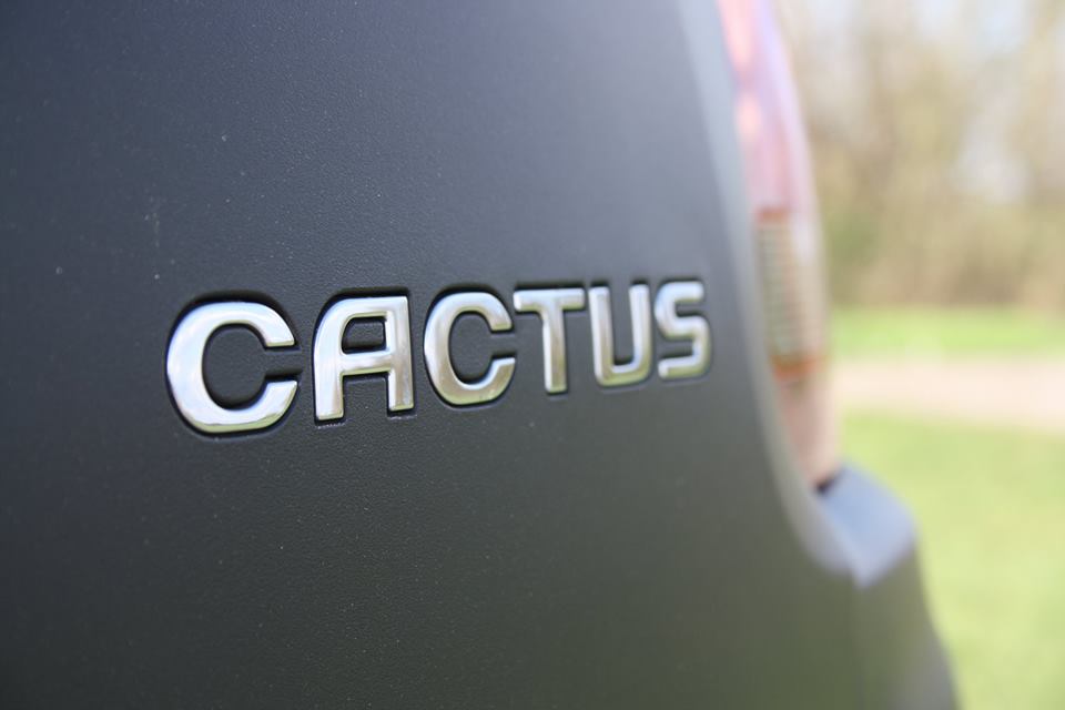 Cactus ganz nah