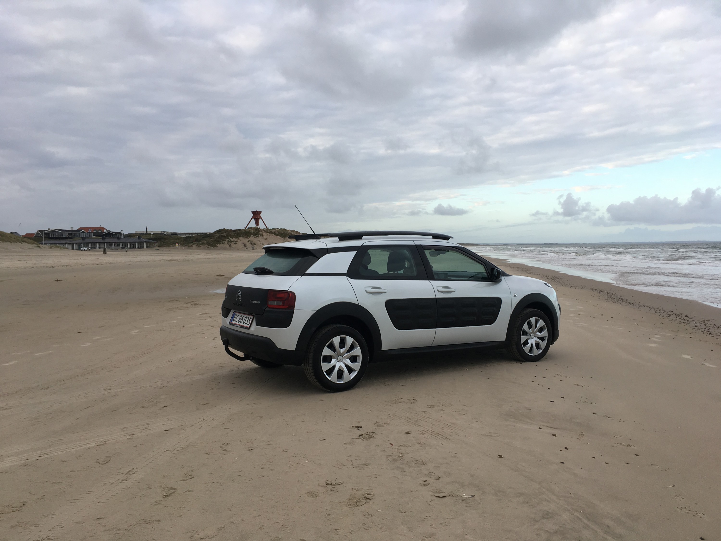 Cactus am Meer. 26/9 2016 Blokhus Danmark