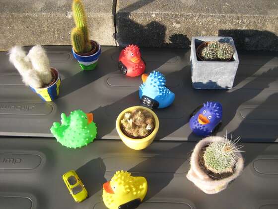 Großes Cactus-Treffen im Allgäu!!